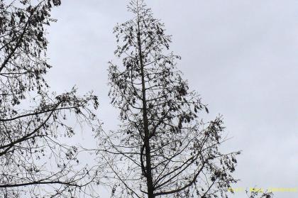 Metasequoia glyptostroboides